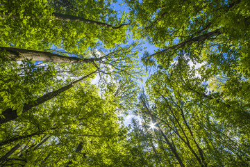 Natural background, fresh green tree foliage in the forest