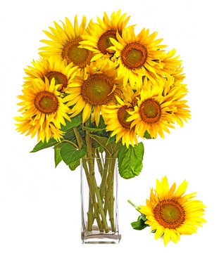 Fototapeta a big bunch of sunflowers in a vase