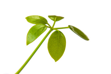 Green leaf on white background
