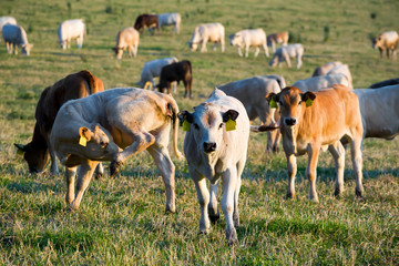 Herd of cows at summer green field