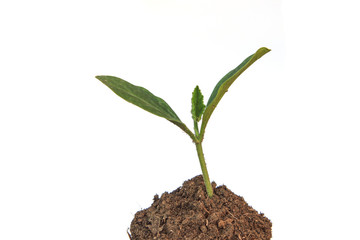 Young plant growing in a soil on white background