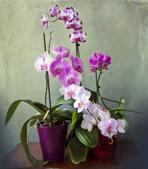 Naklejka na ściany i meble Vintage still life, interior with orchid plant arrangement