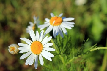 Белые желтые ромашки на летнем поле