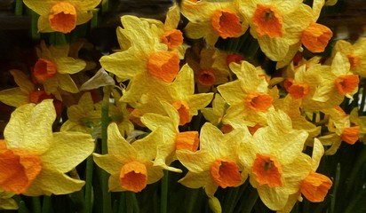 narcissus with oil paint effect © B747