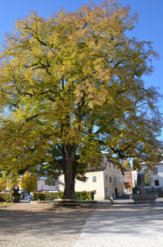 Baum im Zentrum von Mattsee, Österreich