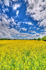 Obraz premium Rape field