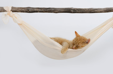Katze