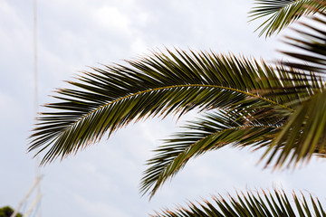 Fototapeta premium Palm tree detail