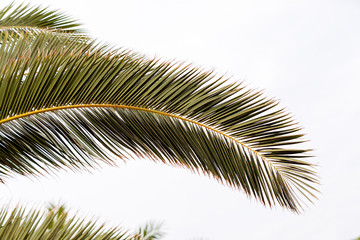 Palm tree detail
