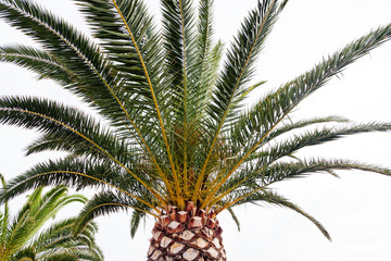 Palm tree detail