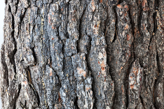 tree bark