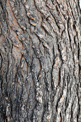 tree bark