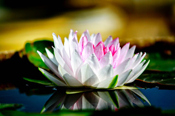 sweet lotus © wannakumpnut