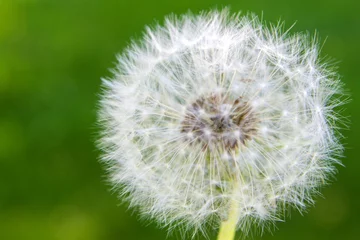 Fototapete dandelion on the green grass background   © stopabox