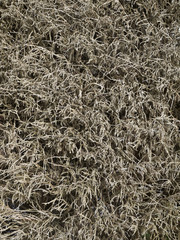 Dead conifer garden hedge