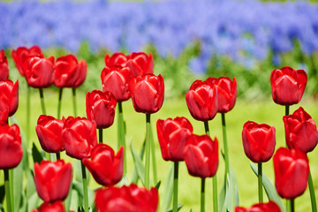 tulip flowers on field 