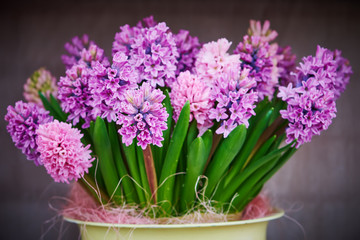 hyacinth flowers in pot