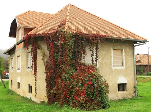 House with the climbing plant