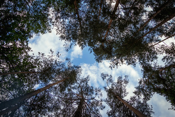 небо сквозь верхушки сосен © zapuato