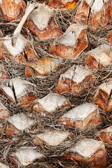 Palm tree detail