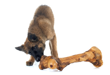 Belgian Shepherd Tervuren and bone