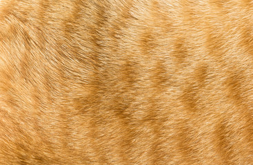 Close-up of  cat fur