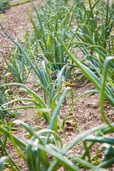 Fototapeta premium oignons