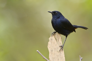 Indian robin bird in Minnerya, Sri Lanka