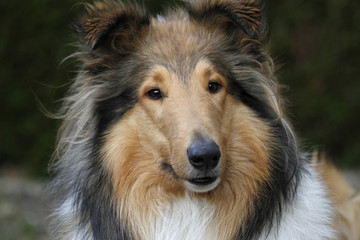 Langhaariger Collie