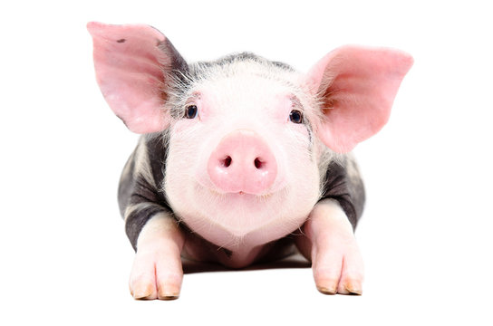 Portrait of the adorable little pig