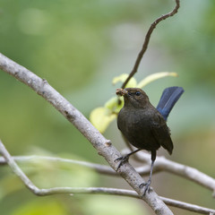 Indian robin bird in Minnerya, Sri Lanka