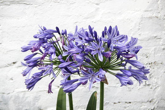Agapanthus flower on brick wall background