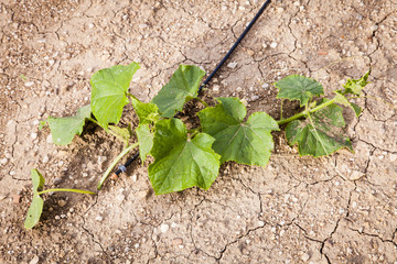 Cornichon, concombre.