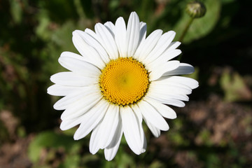 белые лепестки