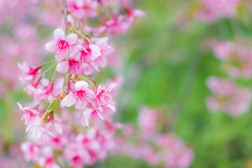 Prunus cerasoides, Wild Himalayan Cherry, Thai sakura