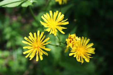 желтые полевые цветы