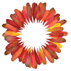 colorful leaves circle