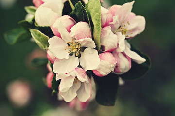 Apple flowers, retro filter effect