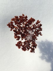 растение в снегу