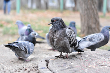 Городской голубь