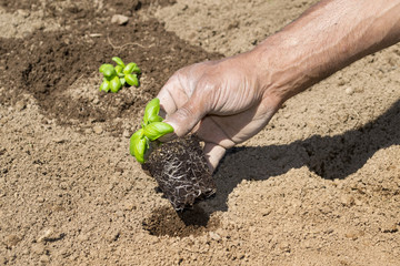 piantina di basilico
