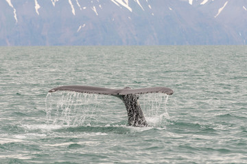 Fototapeta premium Whale tail in sea.