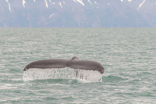 Whale tail in sea close to Husavik, Iceland.