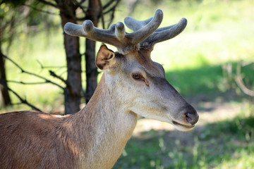 Naklejka premium Young deer in forest