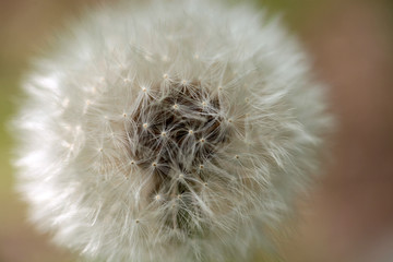 Dandelion flower closeup