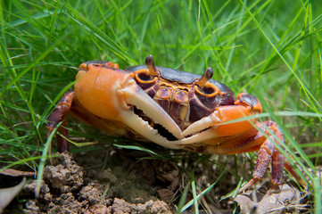 Mealy crab (Thaipotamon Chulabhorn)