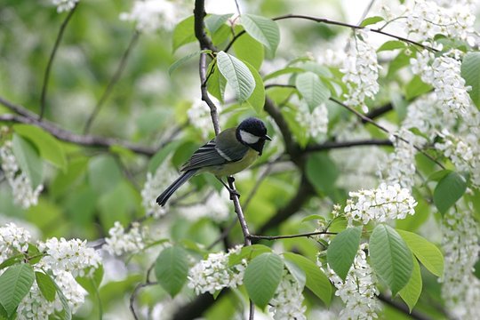 Sikorka - Sikory, sikorowate (Paridae)
