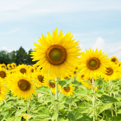 Fototapeta premium Sunflower