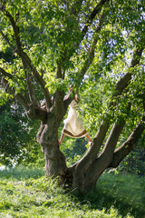 girl climbs a tree in ancient Roman dress