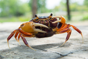 Mealy crab (Thaipotamon Chulabhorn)